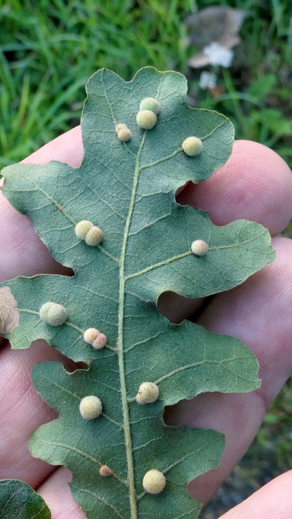 Chilaspis nitida