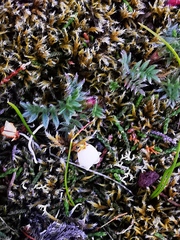 Cassiope lycopodioides