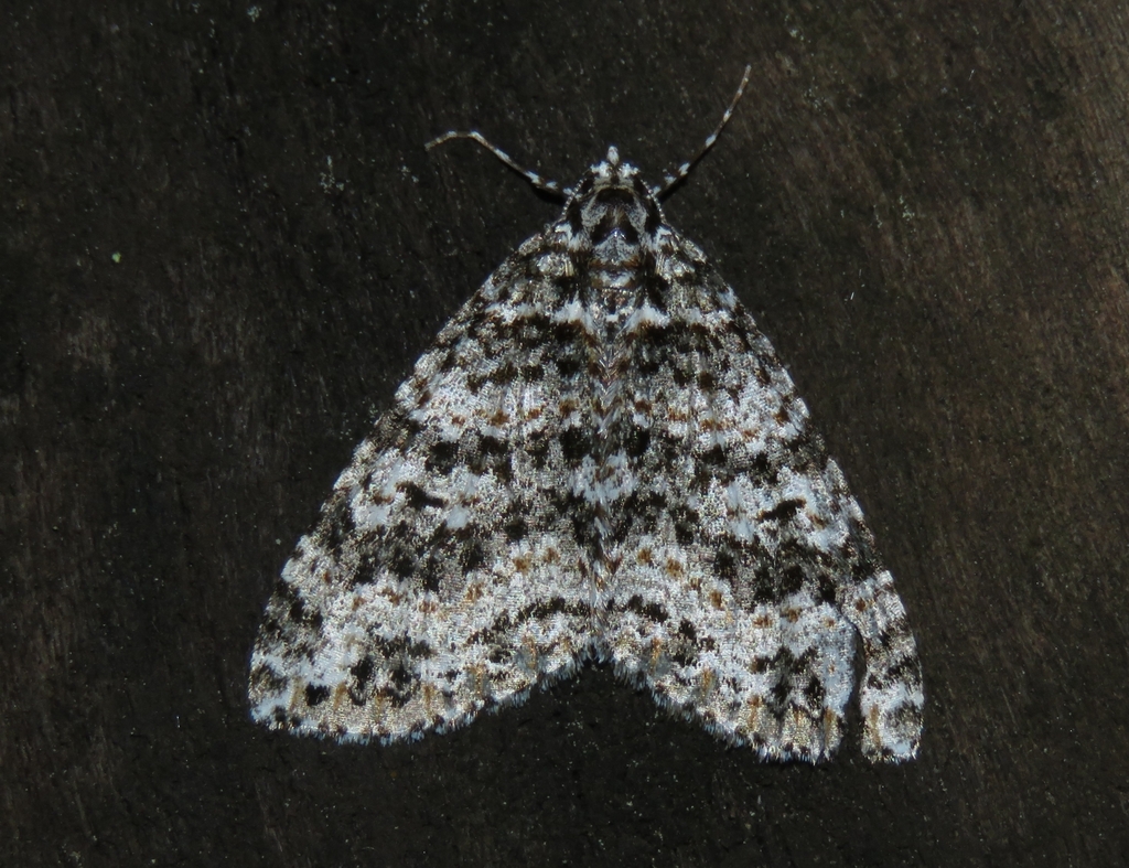 Hoplosauris granitata