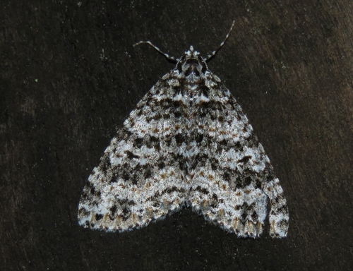 Hoplosauris granitata