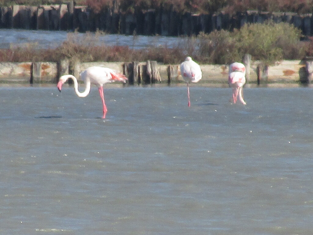 Flamingo