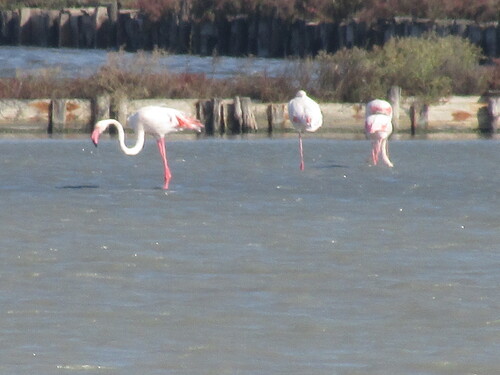 Flamingo