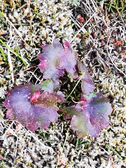 Micranthes purpurascens