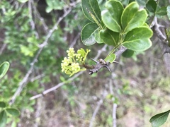 Zanthoxylum capense