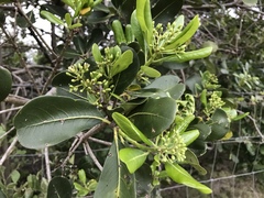 Pittosporum viridiflorum