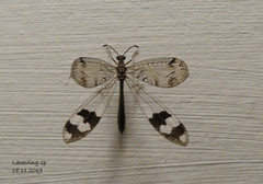 Glenoleon pulchellus