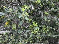 Pittosporum viridiflorum