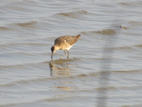 Combatiente (Calidris pugnax)