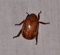 Anoplognathus concolor