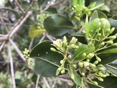 Pittosporum viridiflorum