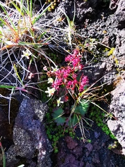 Micranthes purpurascens