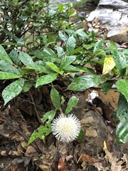 Myrmeconauclea strigosa