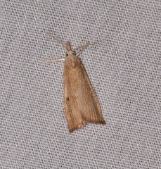 Calamotropha leptogrammellus