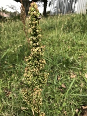 Rumex