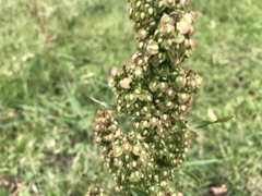 Rumex