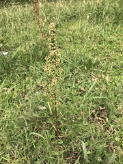 Rumex