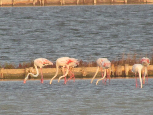 Flamenco común (Phoenicopterus roseus)