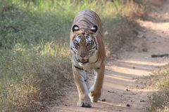 Panthera tigris tigris