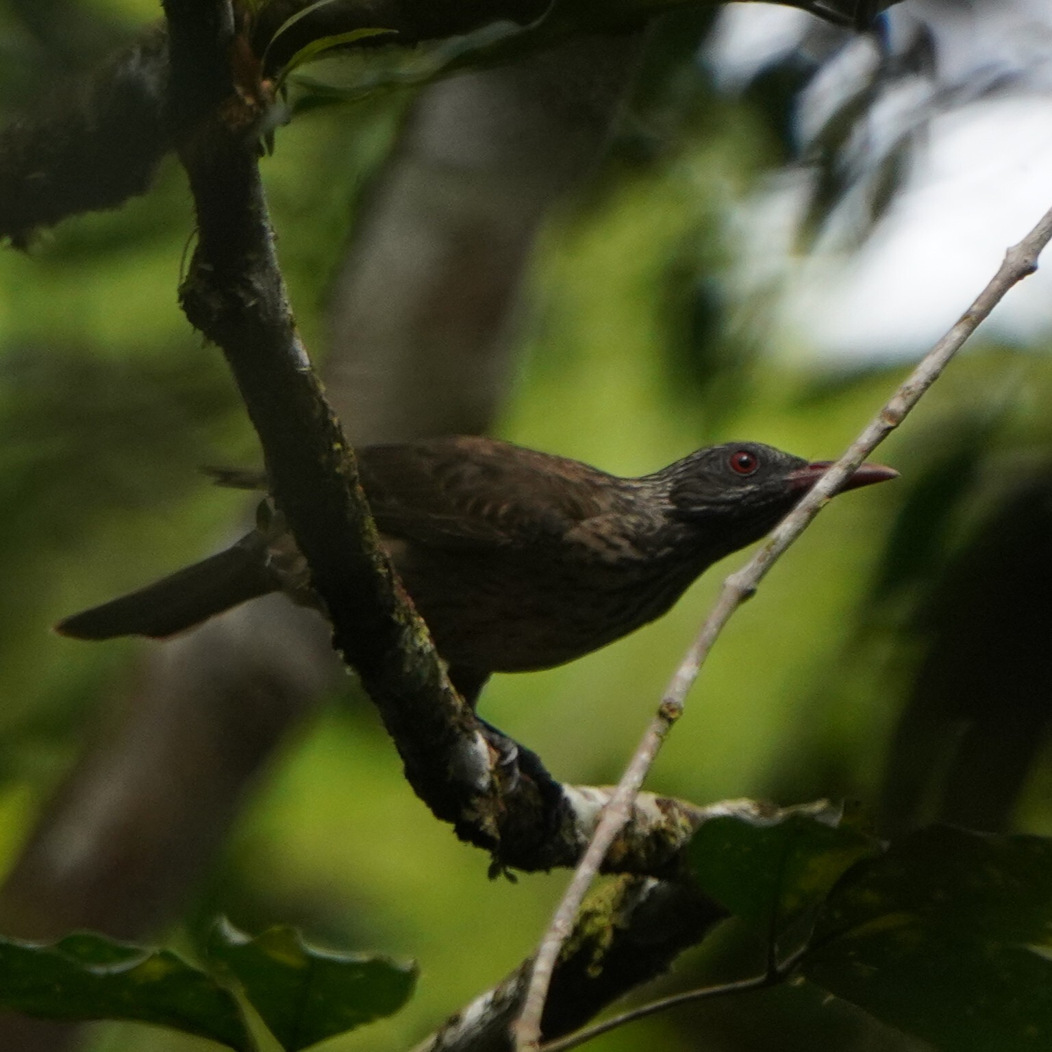 Brown Oriole (Oriolus szalayi), photo 3