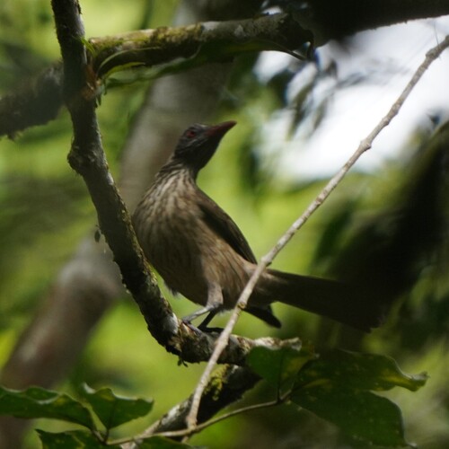 Brown Oriole (Oriolus szalayi), photo 3