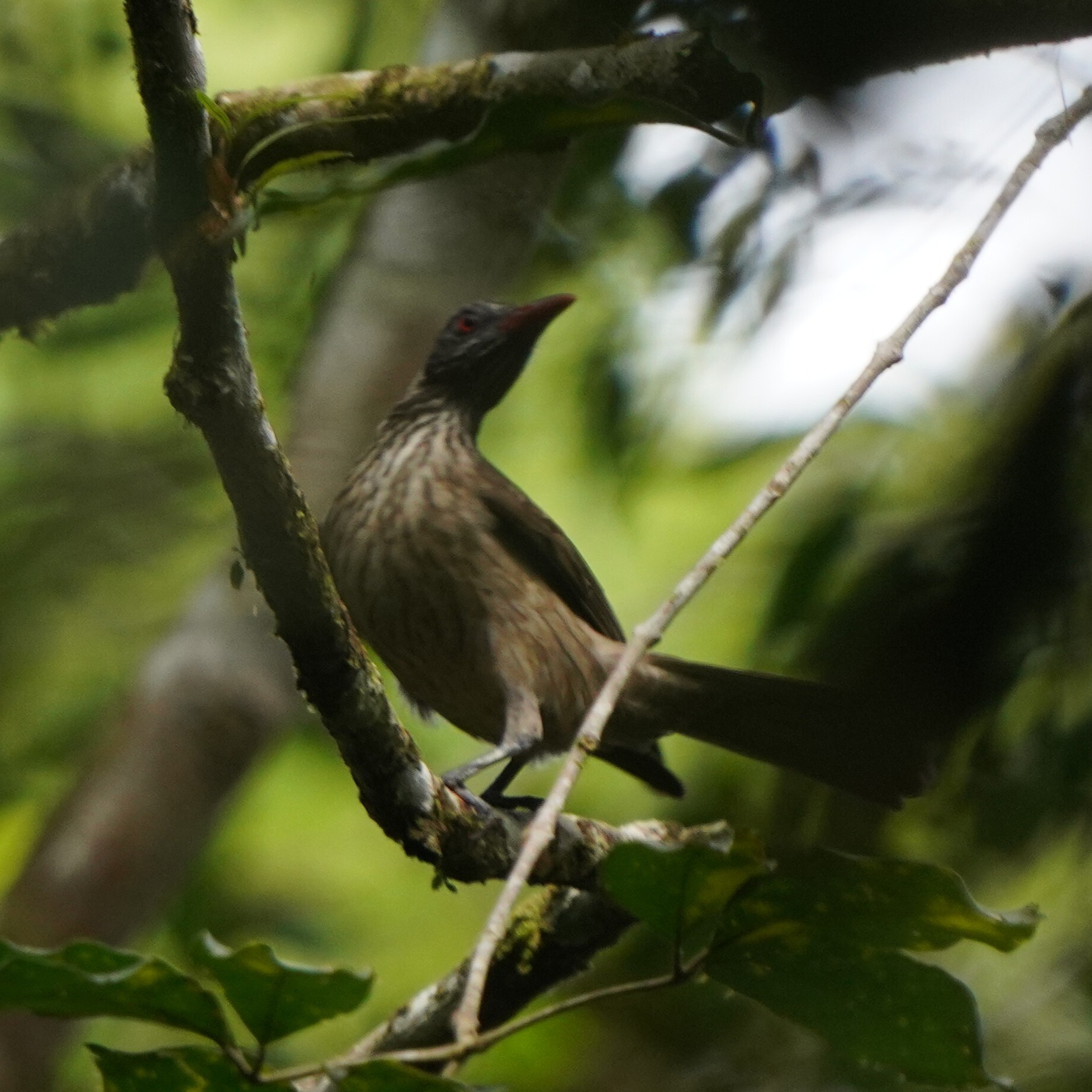 Brown Oriole (Oriolus szalayi), photo 2