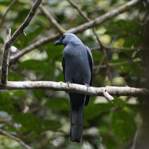 Stout-billed Cuckooshrike (Coracina caeruleogrisea)