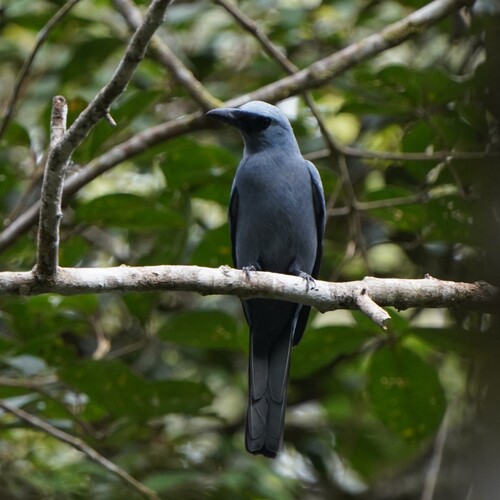 Stout-billed Cuckooshrike (Coracina caeruleogrisea), photo 2