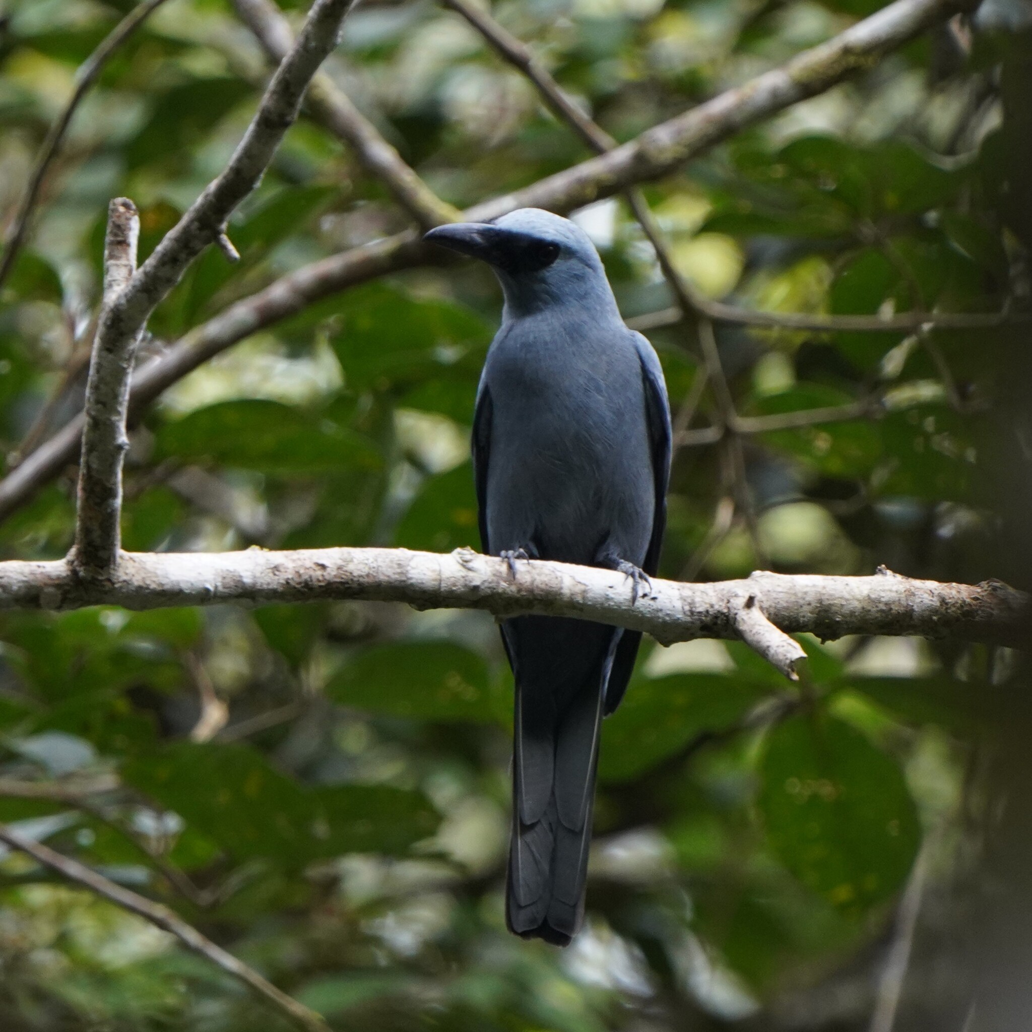 Stout-billed Cuckooshrike (Coracina caeruleogrisea), photo 2