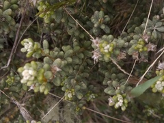 Olearia cymbifolia