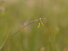 Austrostipa muelleri