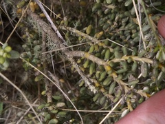 Olearia cymbifolia