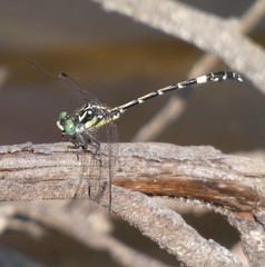 Austroepigomphus praeruptus