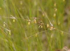 Austrostipa muelleri