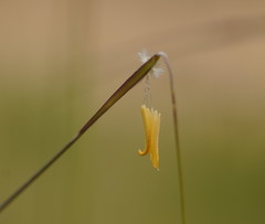 Austrostipa muelleri