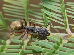 Camponotus suffusus bendigensis