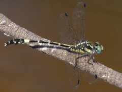 Austroepigomphus praeruptus