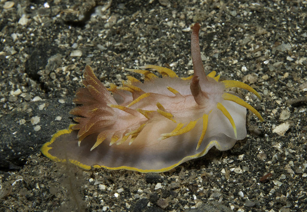 Yellow Skirt Slug