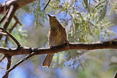 Ptilotula penicillata penicillata