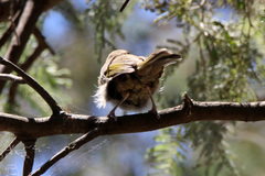 Ptilotula penicillata penicillata