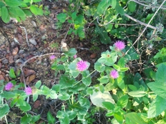 Centaurea pectinata