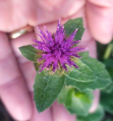 Centaurea pectinata