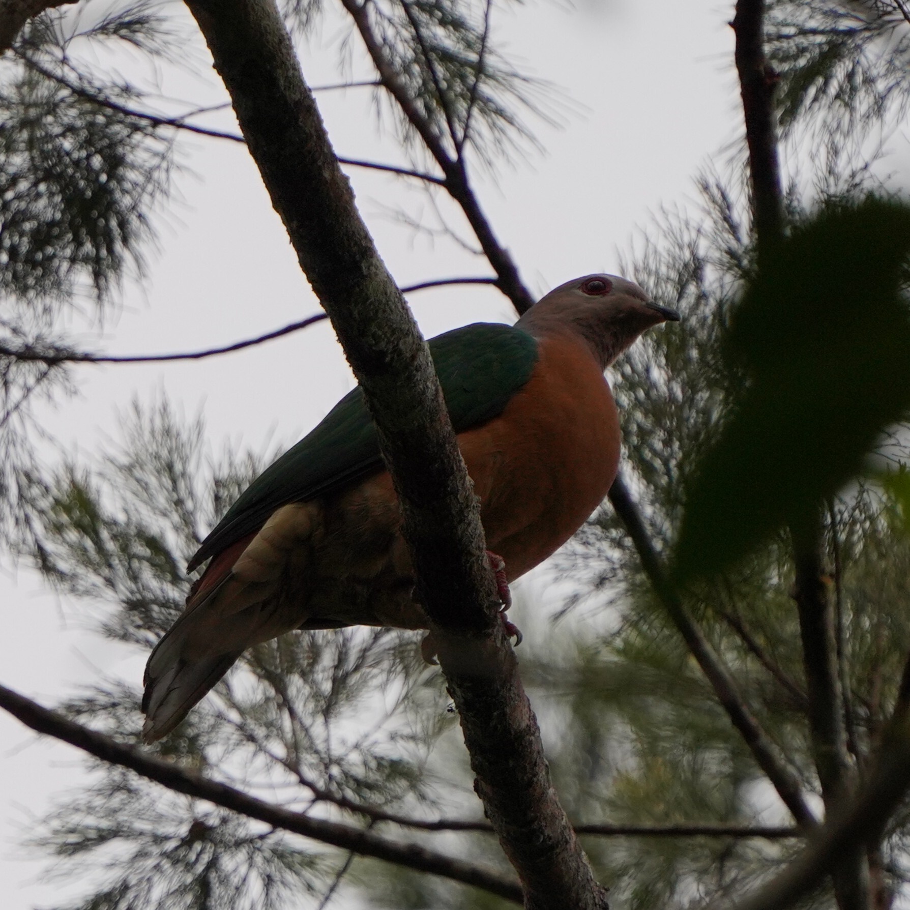 Purple-tailed Imperial Pigeon (Ducula rufigaster), photo 1