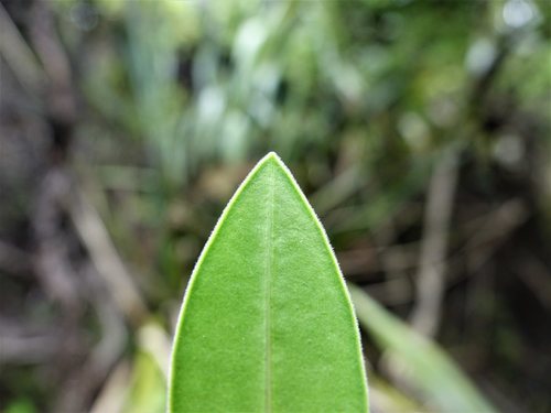 Image of Veronica bishopiana by (c) Jacqui Geux, some rights reserved (CC BY)