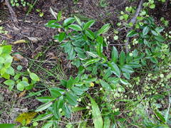Veronica bishopiana