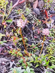 Tofieldia coccinea