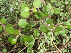 Teucrium parvifolium