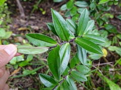 Veronica bishopiana