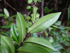 Veronica bishopiana