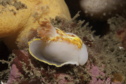 Venus Seaslug
