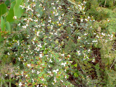 Spyridium thymifolium